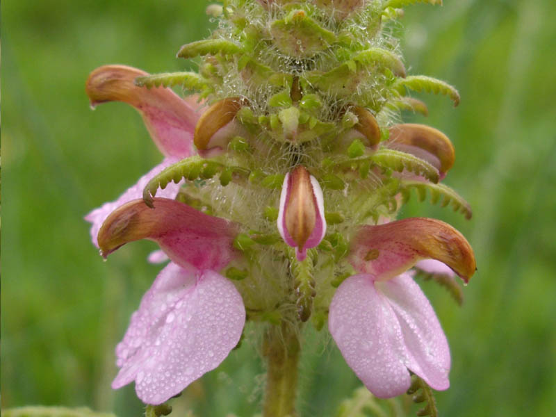 Pedicularis superba photo